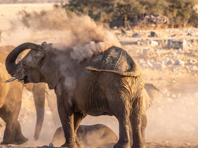Olifanten nemen een stofbad tijdens safari op de route Kenia & Tanzania.