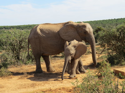 Afrikaanse olifant met jong in het Krugerpark tijdens de rondreis Johannesburg - Kaapstad.