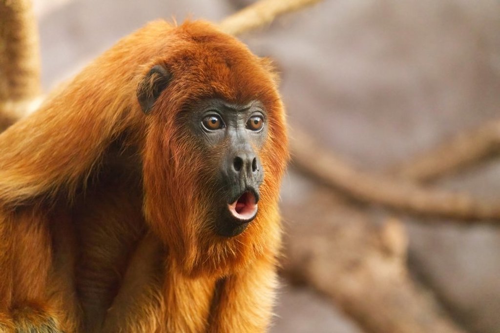 Luiaard in de jungle van Costa Rica tijdens een 22-35ers groepsreis.