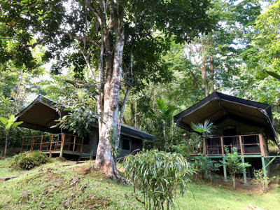 Safaritenten in het regenwoud van Costa Rica, omringd door tropische bomen en groen.