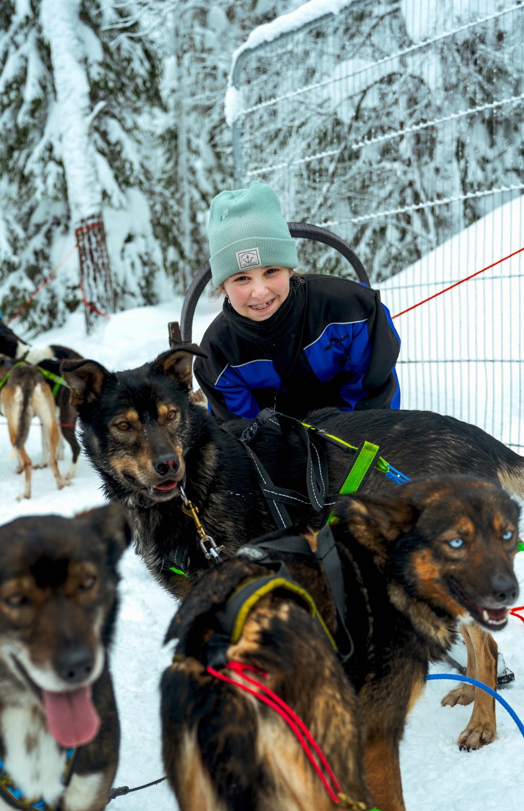 Kind knielt bij husky’s met tuigjes in de sneeuw tijdens familiereis Lapland winter.
