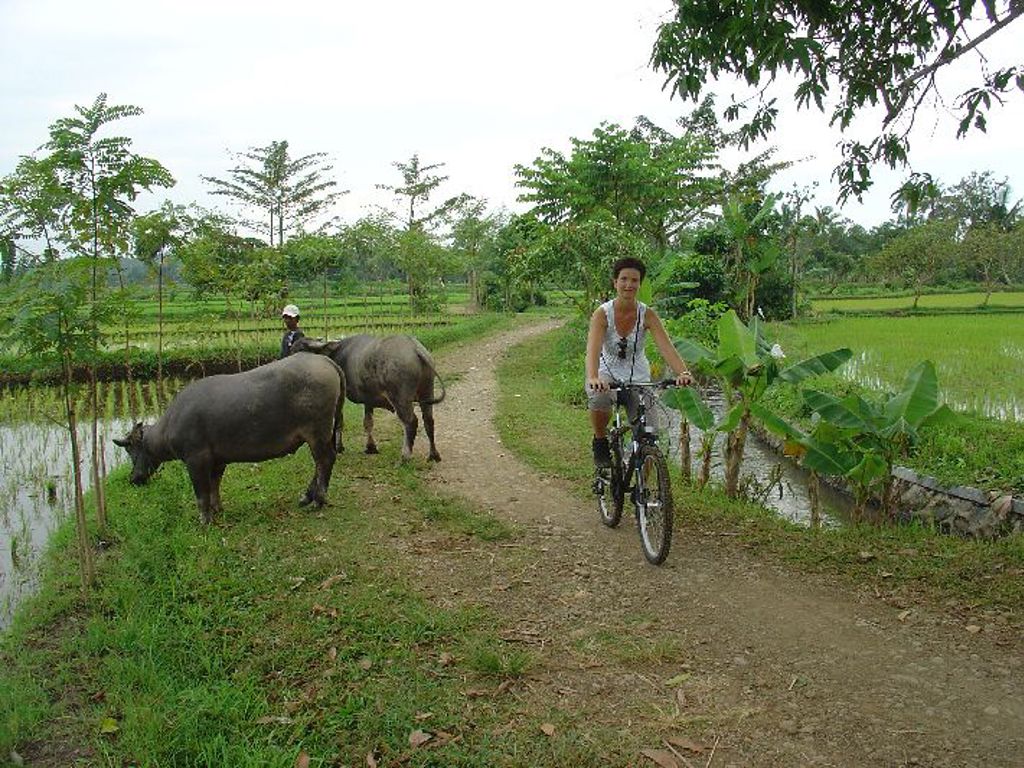Fietser op landweg langs rijstvelden met waterbuffels op Java, Indonesië.