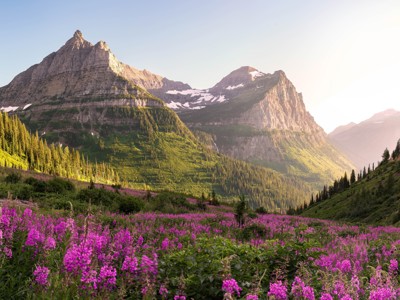 Berglandschap in Canada met alpenweide vol paarse wilde bloemen en besneeuwde bergtoppen bij zonsondergang.