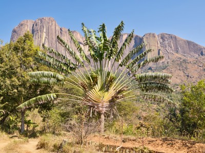 Ravenalapalm met op de achtergrond het Tsaranoro-massief in Madagascar.