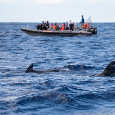 Dolfijnen naast een rubberboot tijdens een walvis- en dolfijnentocht op zee.