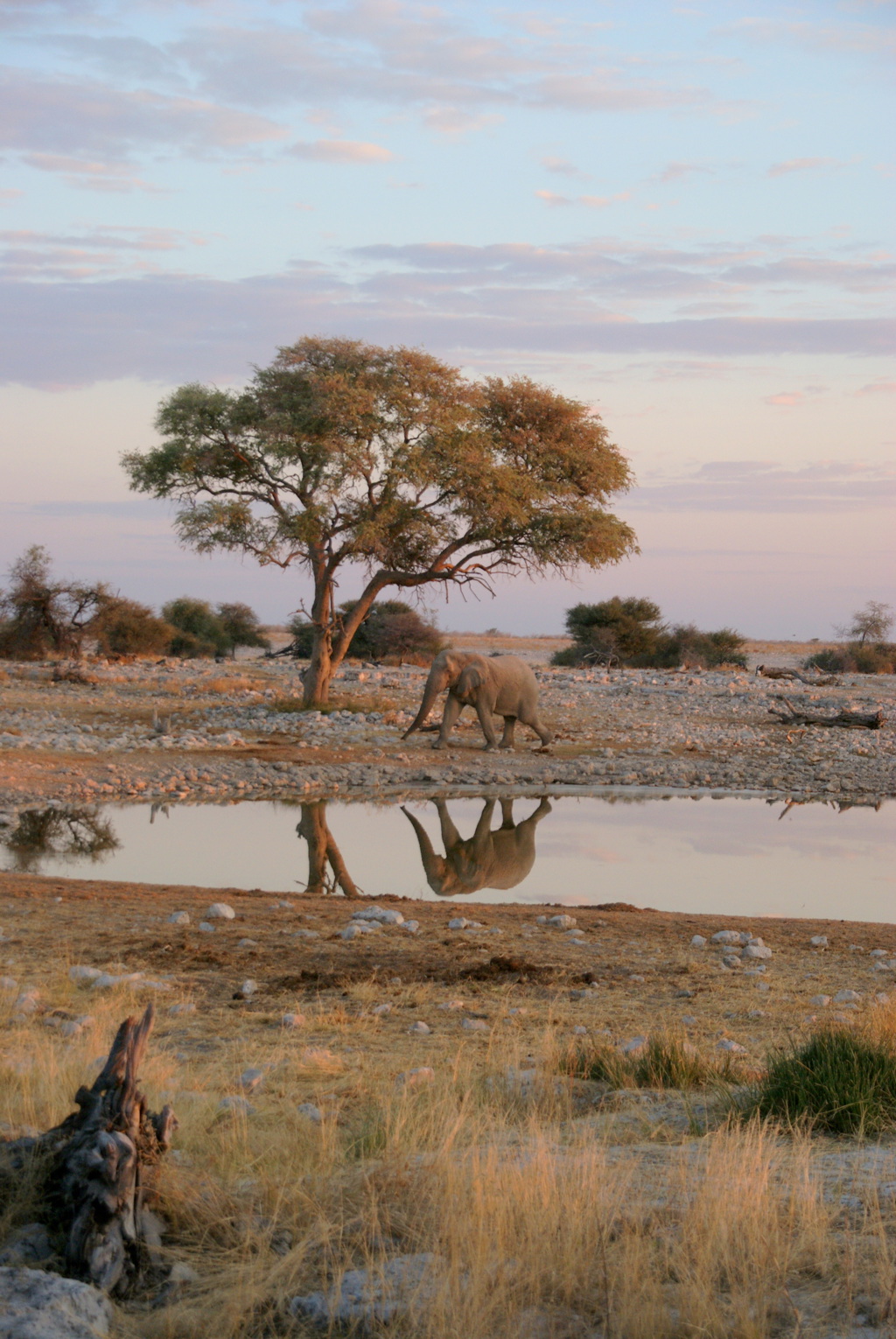 Olifant bij een waterpoel met spiegeling, tijdens een groepsrondreis door Zuidelijk Afrika.