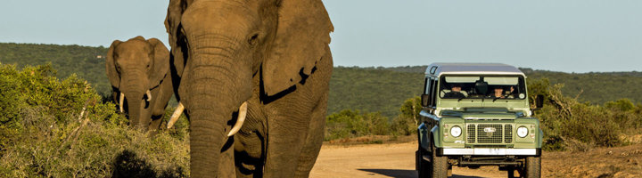Olifanten naast een safariwagen in Addo Elephant National Park, Zuid-Afrika.