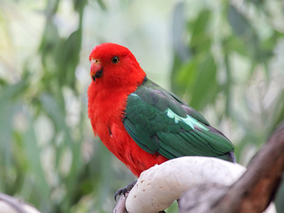 Rode koningspapegaai met groenblauwe vleugels op een tak in Australië.