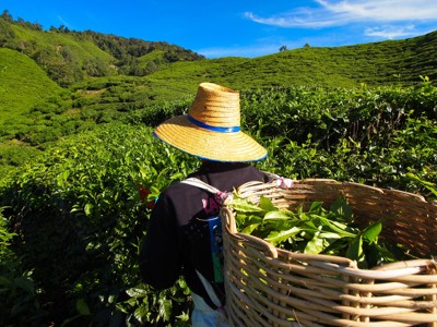 Plukker met rieten mand in een theeplantage in de Cameron Highlands, Maleisië.