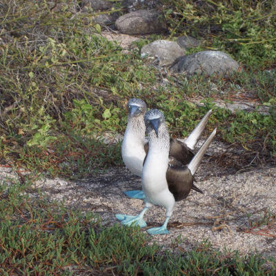 Twee blauwvoetgenten op de Galapagos-eilanden tijdens een groepsrondreis Ecuador & Galapagos.