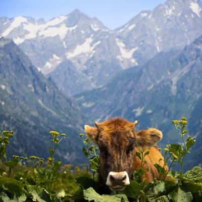 Bruine koe in een bergweide met besneeuwde toppen in Georgië.