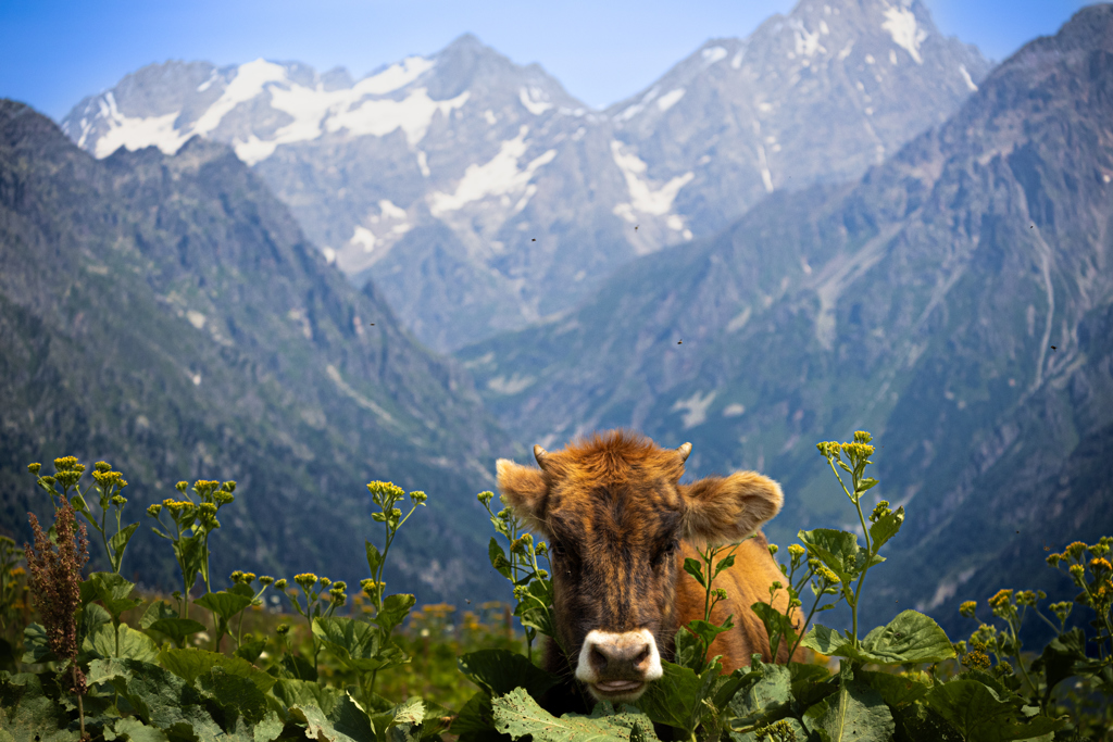Bruine koe in een bergweide met besneeuwde toppen in Georgië.
