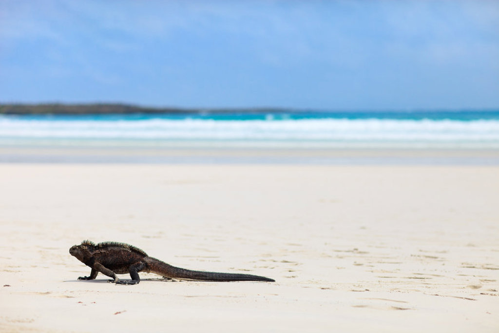 Zeeleguaan op het witte strand van de Galapagos, met blauwe zee op de achtergrond.