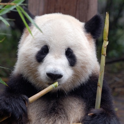 Reuzenpanda in China die bamboe eet tijdens een groepsrondreis China.