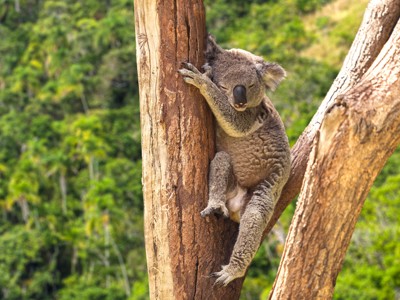 Koala die rust in een boom in Australië tijdens de route van Sydney naar Darwin.