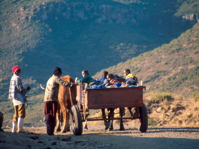 Ossenkar met kinderen op een bergweg in Lesotho tijdens de route Kaapstad - Johannesburg.