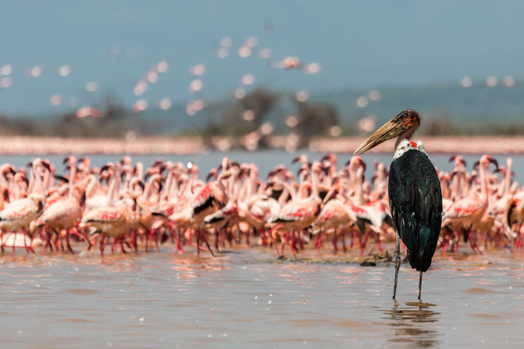 Maraboe-ooievaar in ondiep water met een grote groep flamingo’s op de achtergrond in Kenia of Tanzania.