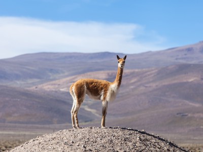 Vicuña op de hoogvlaktes van de Andes tijdens de route Argentinië, Bolivia en Peru.