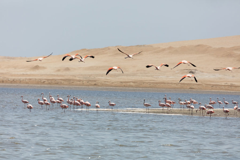 Flamingo’s in een lagune aan de kust van Peru tijdens een familiereis.