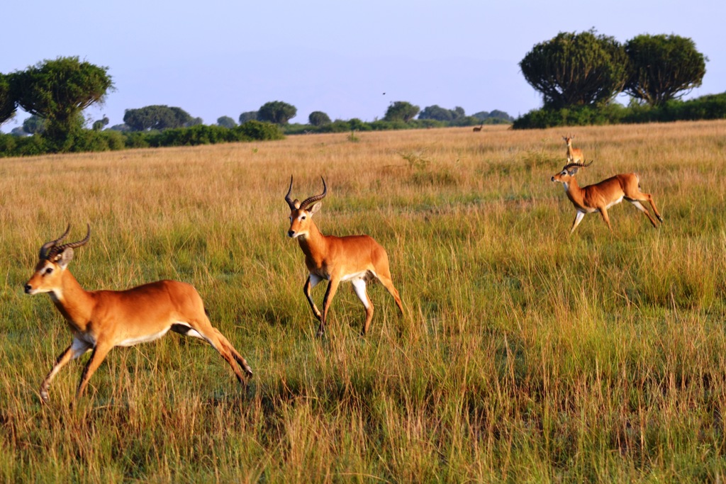Oegandese savanne met rennende impala’s tijdens groepsrondreis Oeganda Natuur Plus Pop-Up.