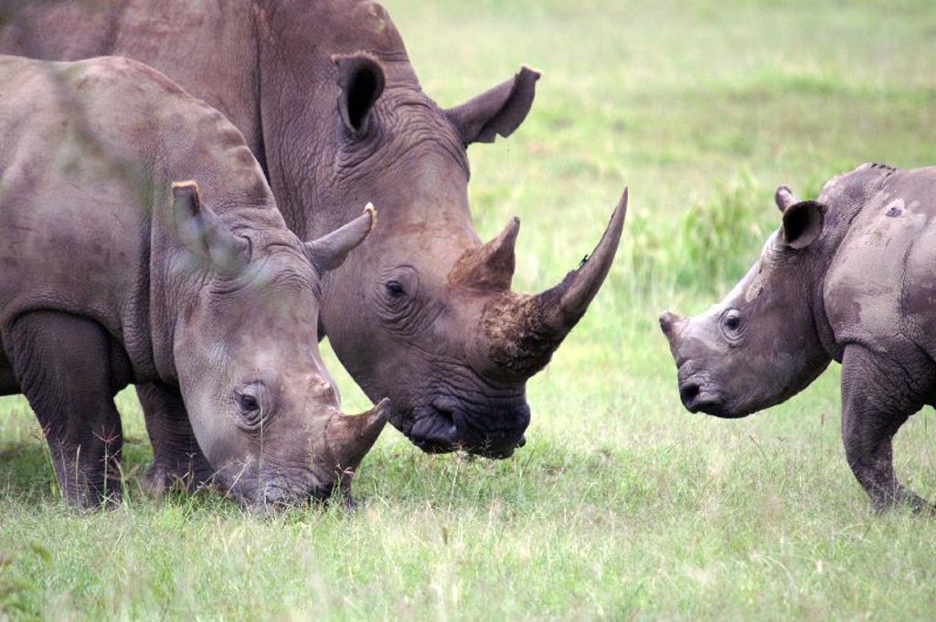Neushoornfamilie op de savanne tijdens safari in Kenia, Tanzania en Zanzibar.