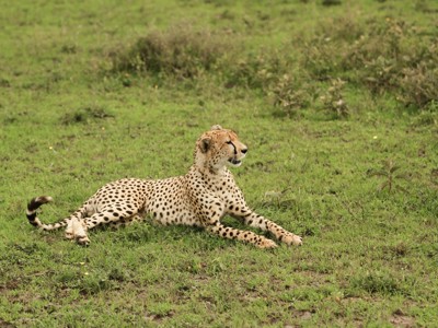 Jachtluipaard rustend in het gras tijdens de route Kenia & Tanzania.