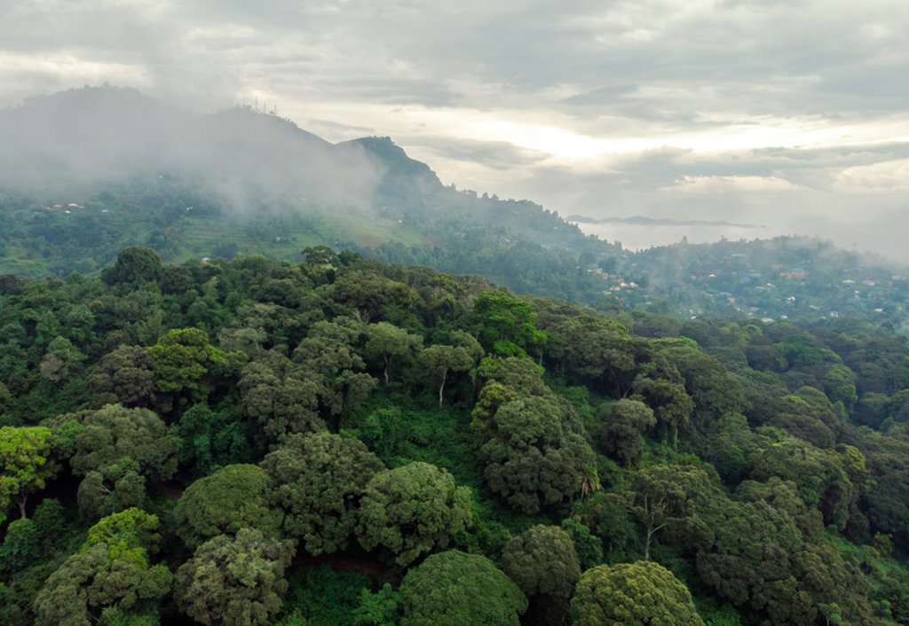 Mistig berglandschap met dicht groen regenwoud in Kenia tijdens de 22-35ers reis Kenia & Tanzania.
