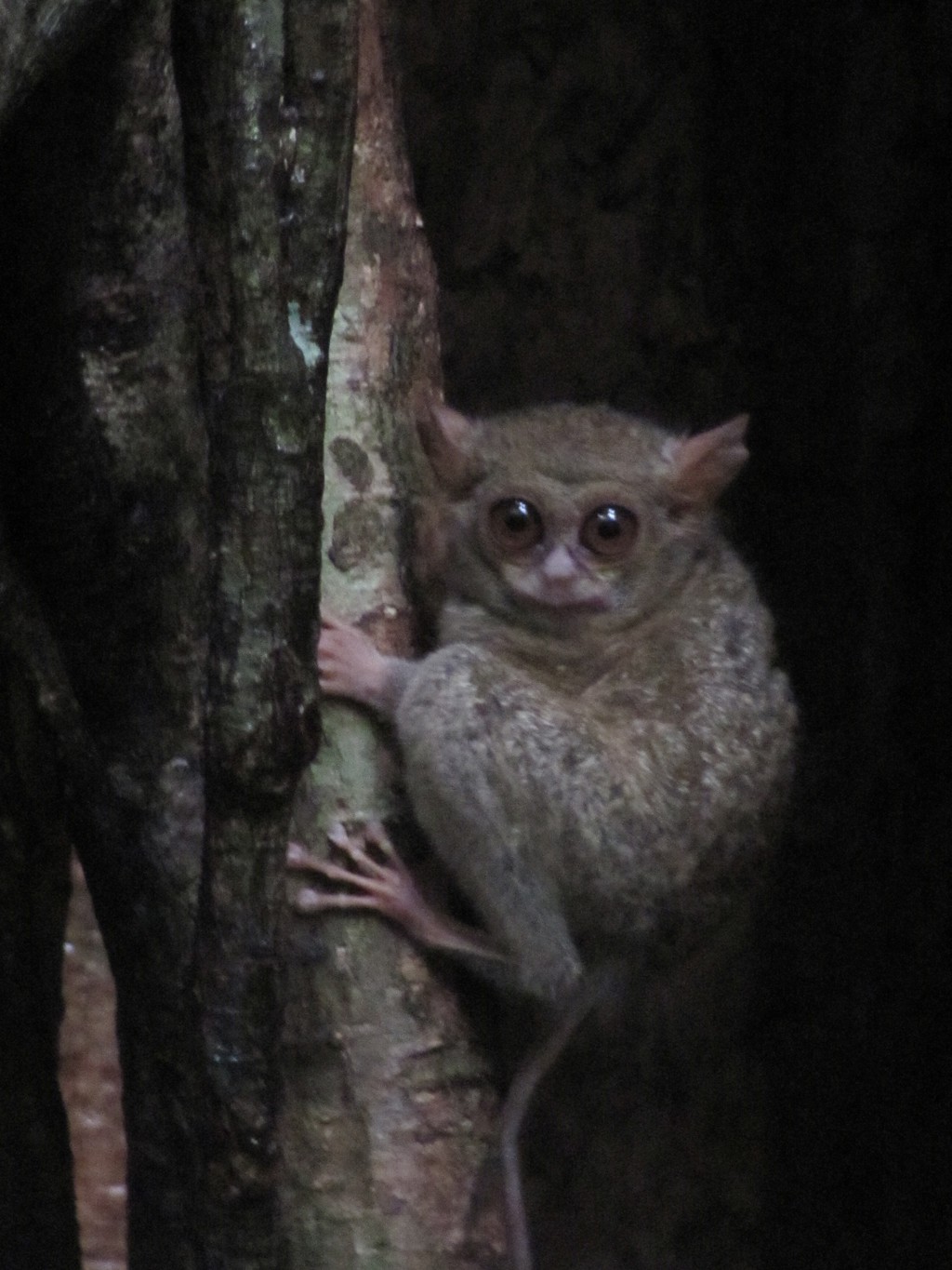 Tarsier in een boom in het regenwoud van Sulawesi, Indonesië.