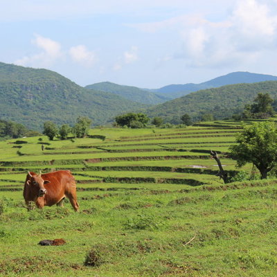 Groene rijstterrassen en heuvels tijdens een fietsvakantie in Sri Lanka, met een koe in de voorgrond.