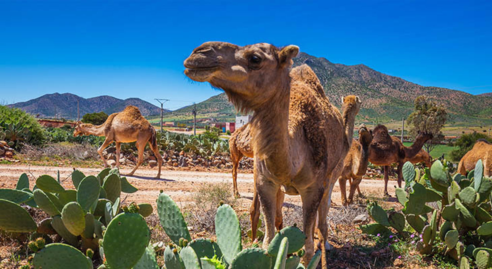 Dromedarissen tussen cactussen in het Marokkaanse landschap, met bergen op de achtergrond.