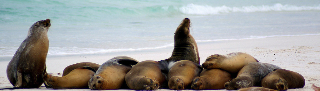 Zeeleeuwen rusten op het strand van de Galapagos-eilanden tijdens een groepsrondreis Ecuador & Galapagos.