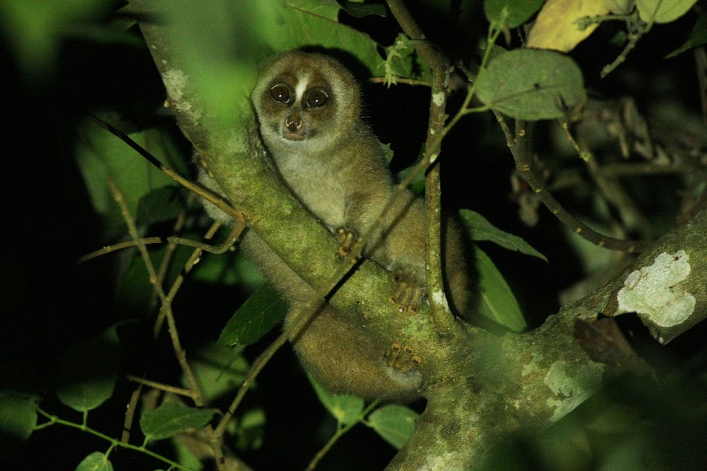 Spookdiertje op een boomtak in de jungle van Maleisisch Borneo tijdens een familiereis.