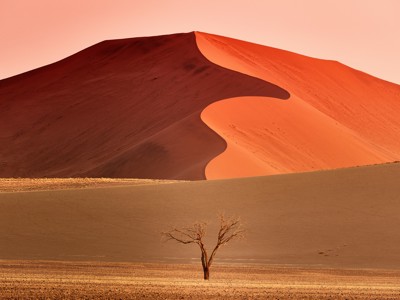 Rode zandduinen in de Namibwoestijn bij Sossusvlei, met een eenzame boom op de voorgrond.