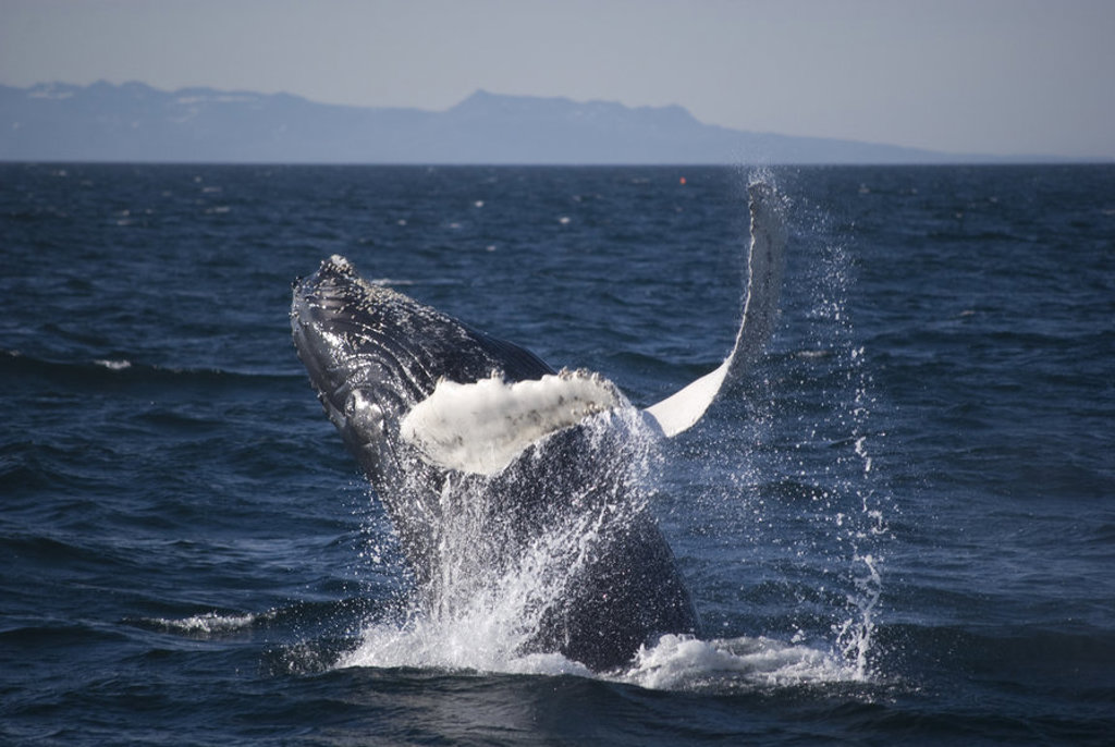 Springende bultrugwalvis in zee bij IJsland tijdens groepsrondreis.