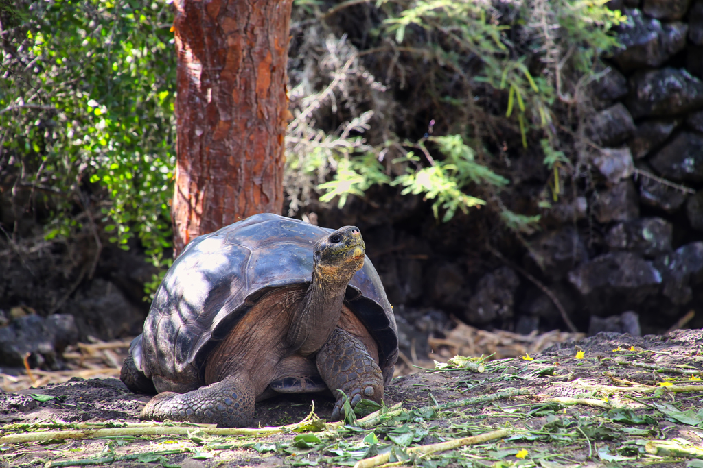 Reuzenschildpad op de Galapagos-eilanden tijdens familiereis Ecuador en Galapagos.