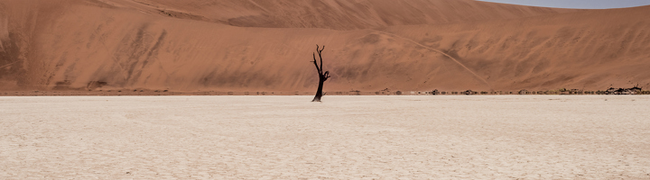 Zoutpan met dode boom en rode zandduinen in Namibië.