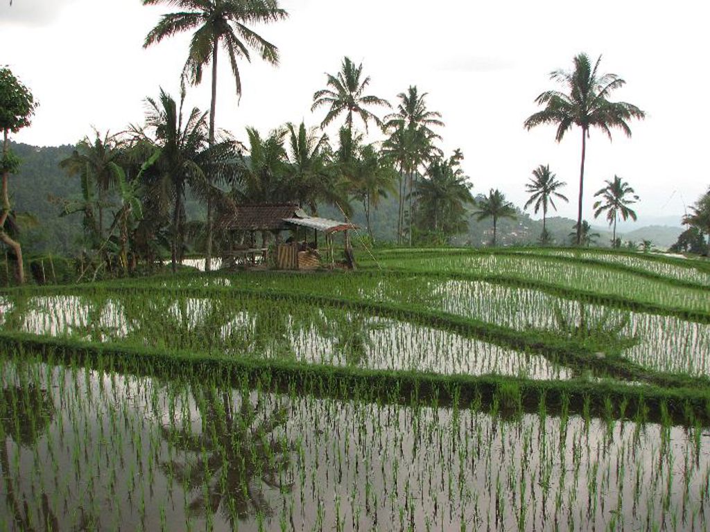 Groene rijstvelden met palmbomen op Java tijdens een groepsrondreis Java, Bali en Lombok.