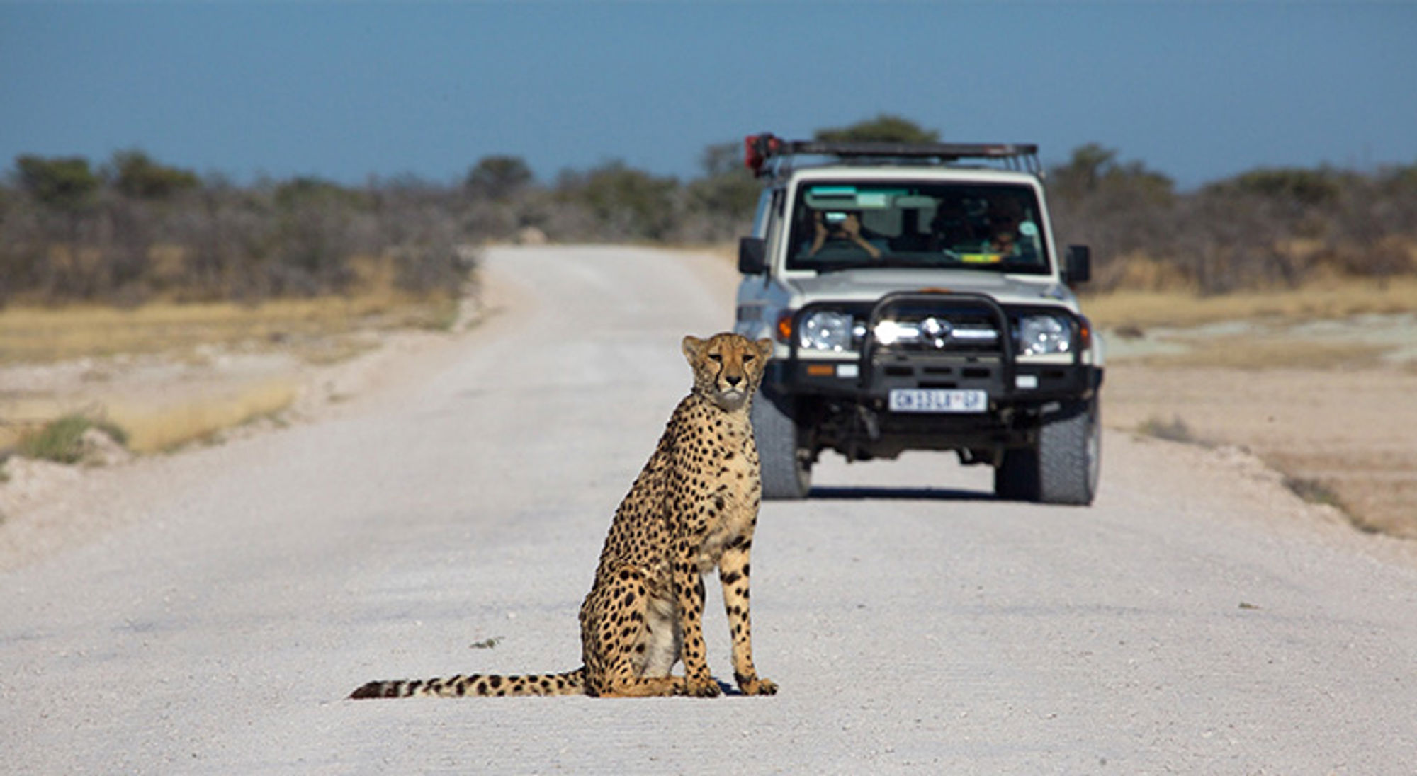 Jachtluipaard op zandweg in Namibië met safarijeep op de achtergrond.