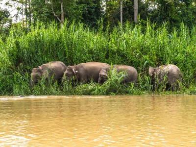 Olifanten langs de rivier in het regenwoud van Maleisisch Borneo tijdens de familiereisroute.