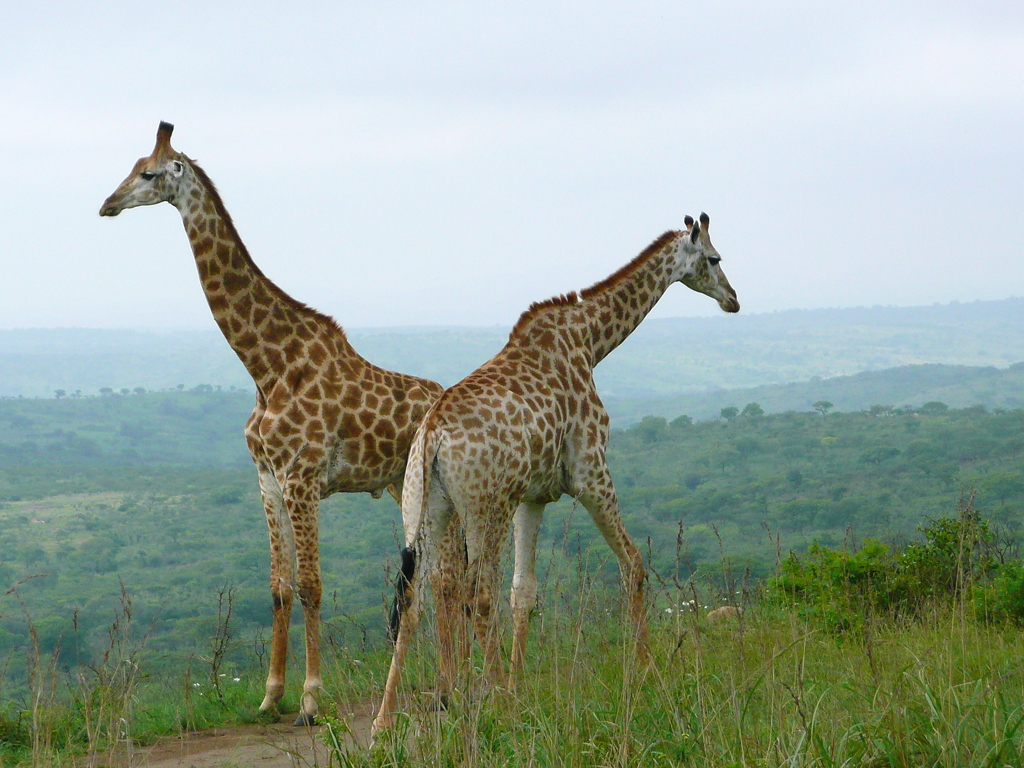 Twee giraffen in de savanne tijdens een familiereis door Zuid-Afrika en eSwatini.