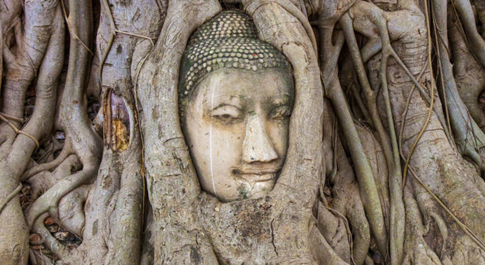 Buddha hoofd Ayutthaya Boeddhahoofd omstrengeld door boomwortels bij Wat Mahathat in Ayutthaya, Thailand.