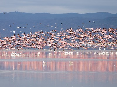 Grote zwerm flamingo’s vliegt op boven een zoutmeer in Tanzania, met bergen op de achtergrond.