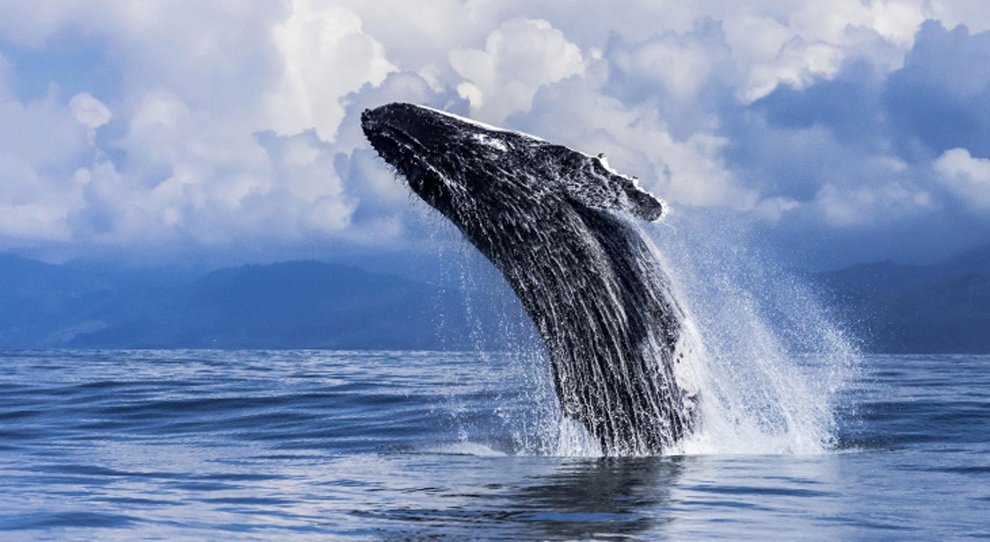 Bultrugwalvis springt uit de oceaan voor de kust van Costa Rica, met opspattend water en wolkenlucht.