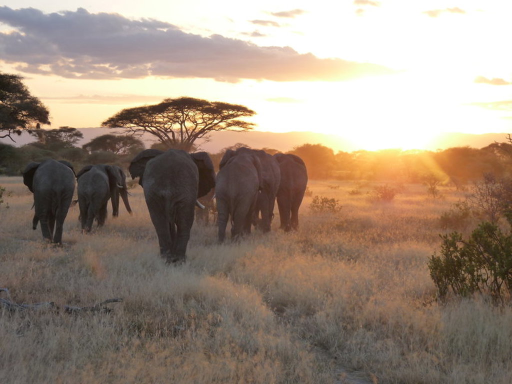 Kudde olifanten in de savanne bij zonsondergang tijdens een familiereis Tanzania en Zanzibar.