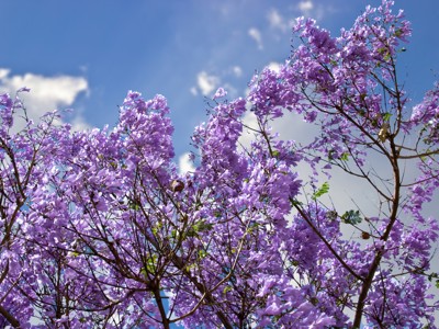 Paarse jacarandaboom in bloei tegen een blauwe lucht tijdens de Route Namibië.