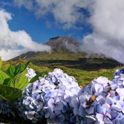 Hortensia’s op de voorgrond met een vulkaanlandschap op de Azoren tijdens de groepsrondreis Azoren Compleet.