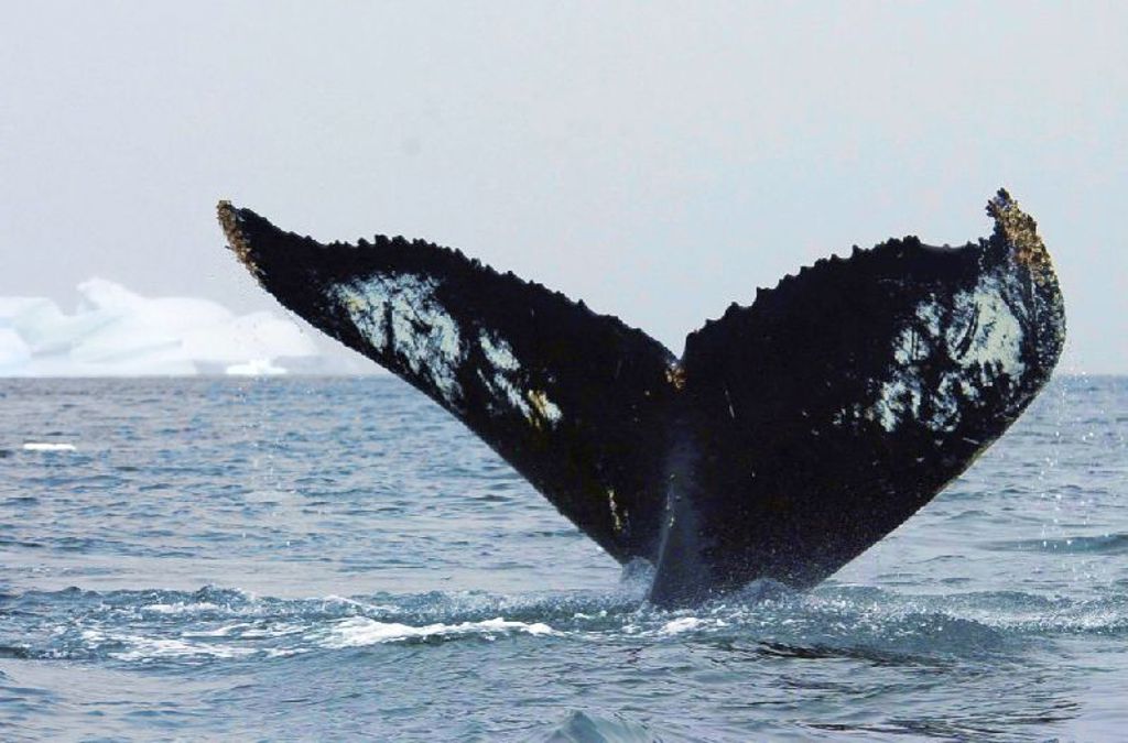 Staartvin van een bultrugwalvis boven het water bij Antarctica tijdens een groepsrondreis per boot.