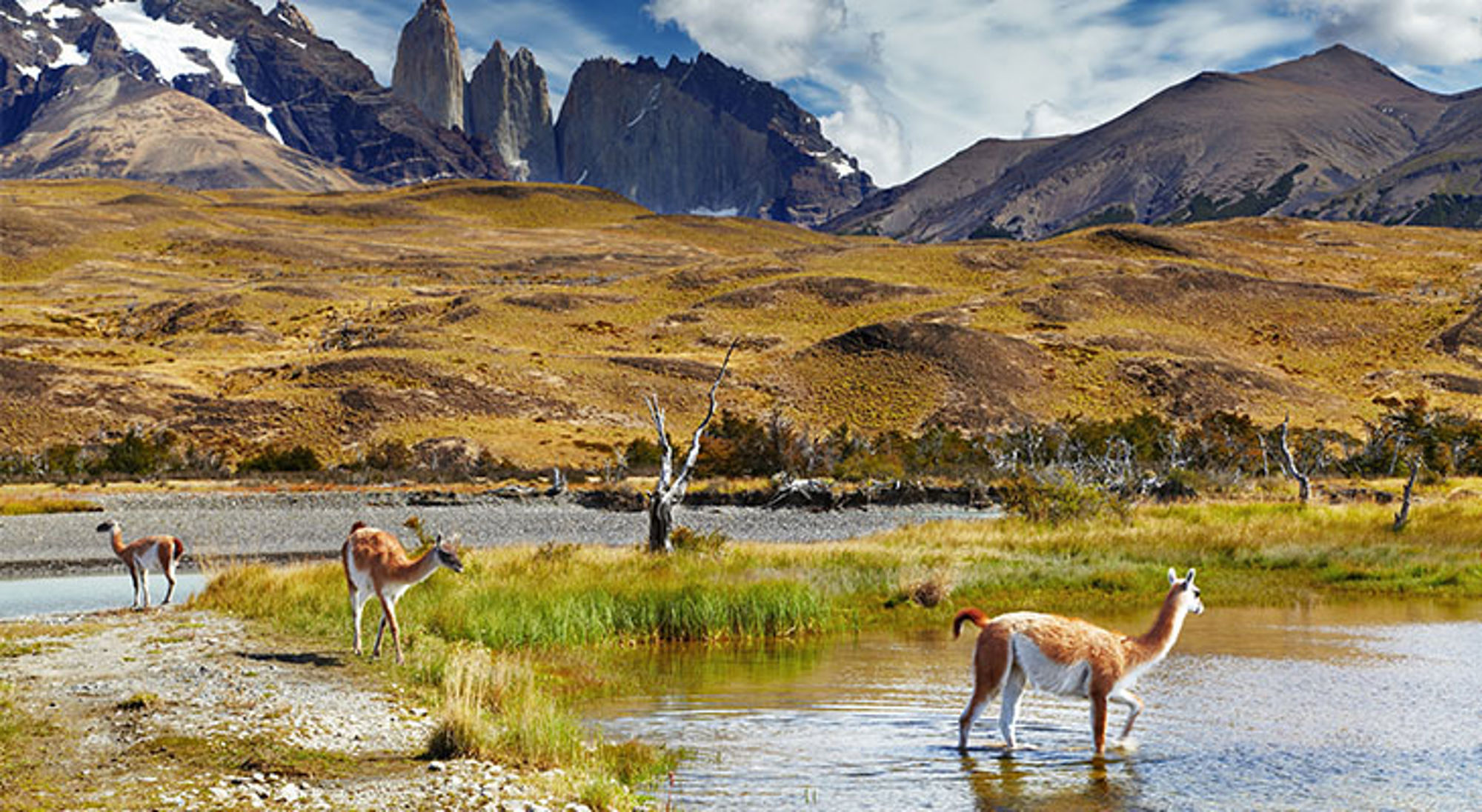 Guanaco’s bij een lagune met de Torres del Paine-bergen op de achtergrond in Patagonië.