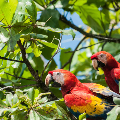 Twee rode ara’s tussen het groene regenwoud in Costa Rica.