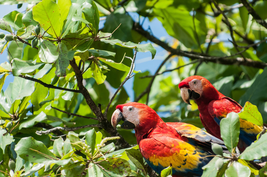 Twee rode ara’s tussen het groene regenwoud in Costa Rica.